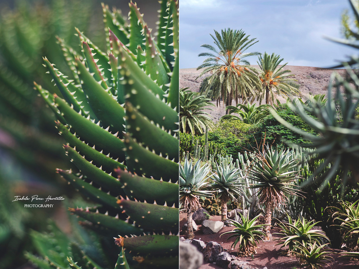  Fuerteventura all inclusive, cactus, succulent photography 
