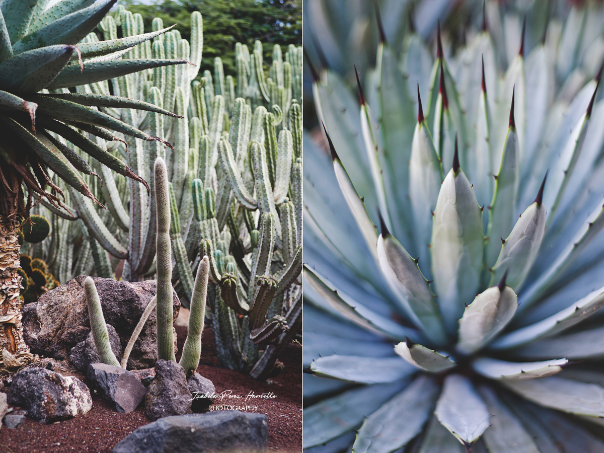  Fuerteventura all inclusive, cactus, succulent photography 